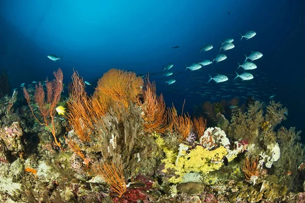 Reef Jelenet Nusa Roviana Munda Britannia Salamon Szigetek — Stock Fotó