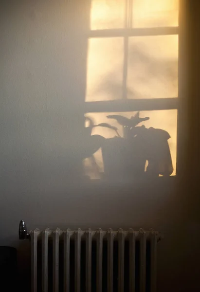 植物的影子 靠墙的窗户 — 图库照片