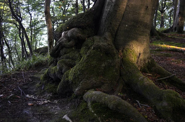 tree roots in forest