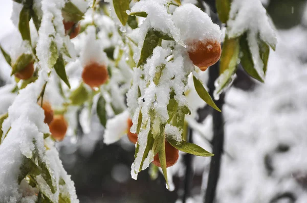 Tempo Estremo Neve Sugli Aranci Dicembre Gerusalemme Israele — Foto Stock