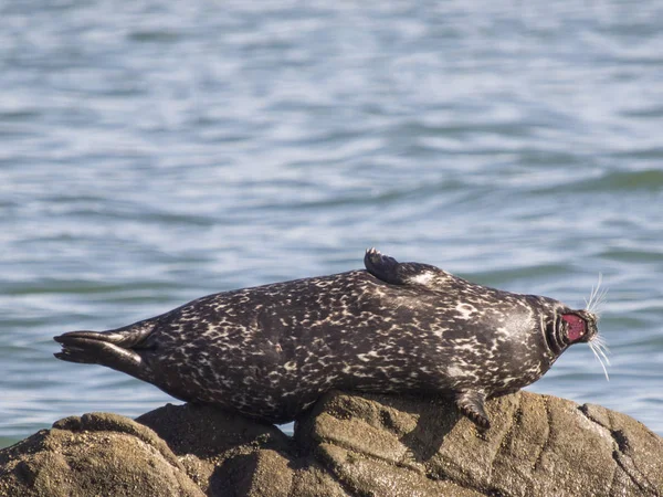Pelabuhan Seal Phoca Vitulina Marin County California Amerika Serikat — Stok Foto