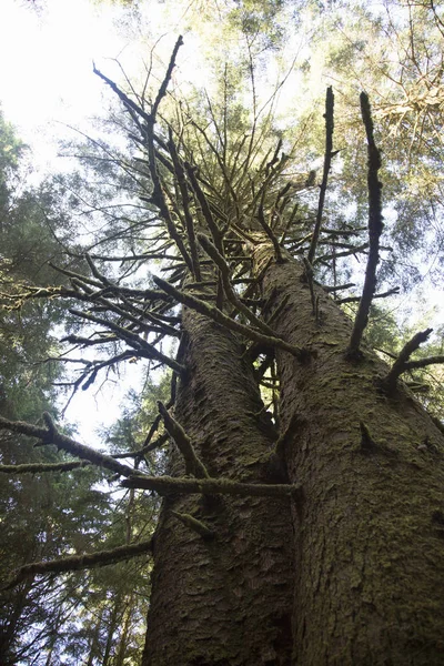 Bajo Ángulo Árbol Parque Estatal Umpqua Oregon — Foto de Stock