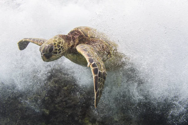 Okyanusta Yüzen Kaplumbağa Sualtı Görüntüsü Hawaii Abd — Stok fotoğraf