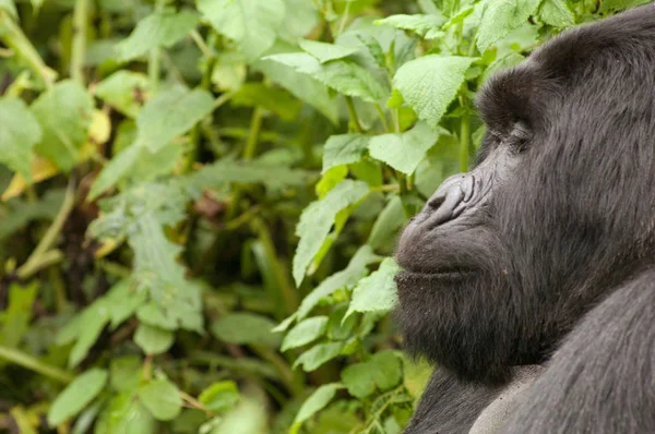 Gorille Argent Dans Les Monts Virunga Parc National Des Volcans — Photo