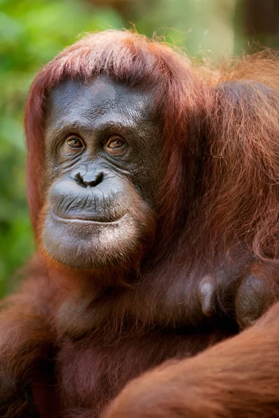 Orangután Centro Vida Silvestre Semenggoh Kuching Sarawak Malasia Borneo — Foto de Stock
