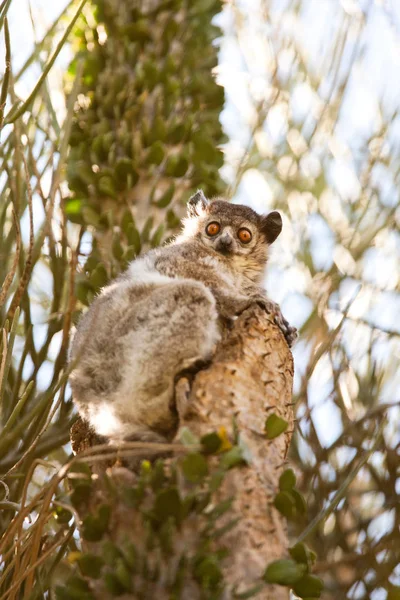 Lemur Deportivo Patas Blancas Reserva Berenty Madagascar — Foto de Stock