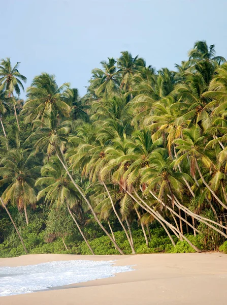 Palmer Och Strand Indiska Oceanen Vid Tangalle Sri Lanka — Stockfoto