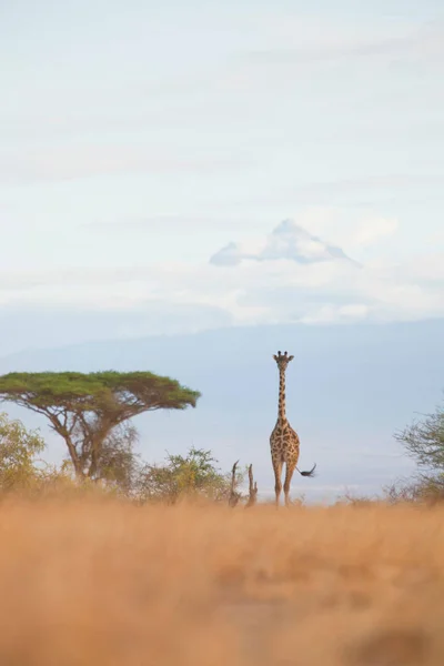 Eine Giraffe Spaziert Zwischen Den Akazienbäumen Und Vor Dem Kilimandscharo — Stockfoto