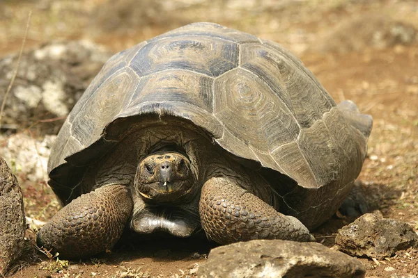 Galapagos Tortoise Geochelone Nigra Galapagos Islands Ecuador — 스톡 사진