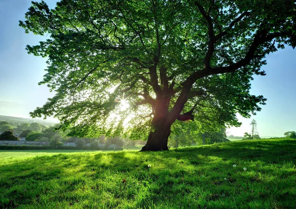 Δέντρο Στο Λαμπερό Φως Του Ήλιου — Φωτογραφία Αρχείου
