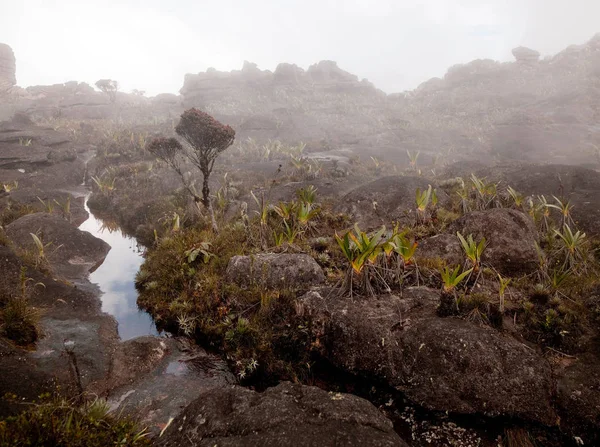 Bisarra Klippformationer Molnen Och Dimman Toppen Berget Roraima Ett Enormt — Stockfoto