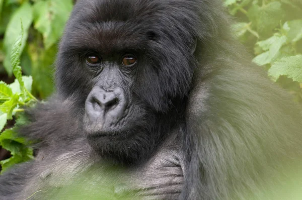 Silberrücken Gorilla Den Jungfraubergen Nationalpark Des Vulkans Ruanda — Stockfoto