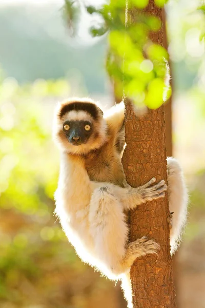 Verreauxs Dancing Sifaka Reserva Berenty Madagascar —  Fotos de Stock