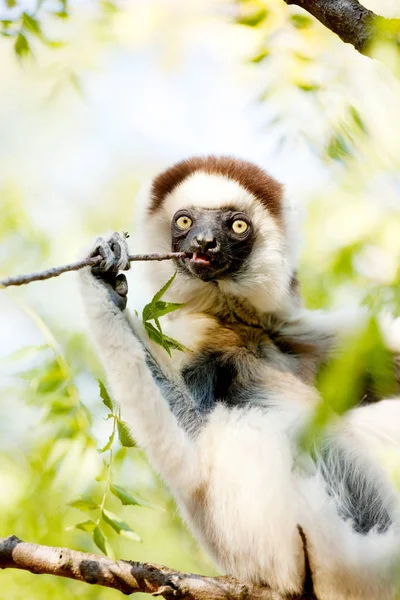 Verreauxs Dancing Sifaka Berenty Reserve Madagaskar — Stock fotografie