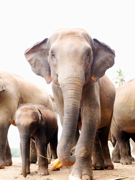 Індійський Слонячий Загін Pinnawela Elephant Orphanage Kegalle Sri Lanka — стокове фото