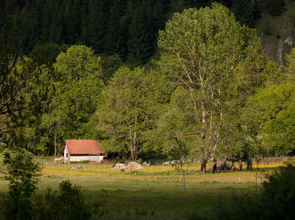 Fransa Nın Jura Bölgesinde Cluse Mijoux Bir Çiftlik — Stok fotoğraf