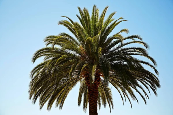 Palm Tree Background Copy Space — Stock Photo, Image