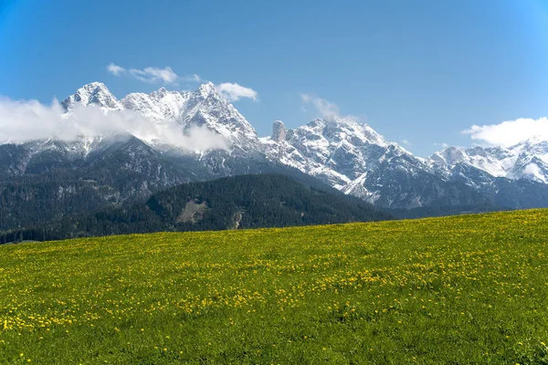 Steinernes Karlı Zirveleri Saalfelden Yeşil Çayırların Önünde Baharda Sarı Çiçeklerle — Stok fotoğraf