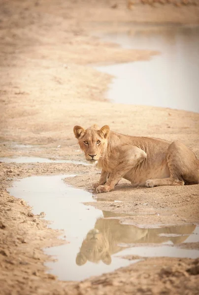 León Calor Extremo Del Parque Nacional Waza Norte Camerún — Foto de Stock