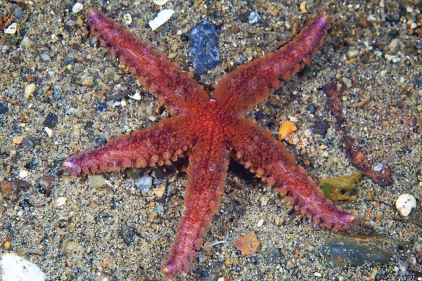 Lysastrosoma Anthosticta Sea Star Sea Japan — 图库照片