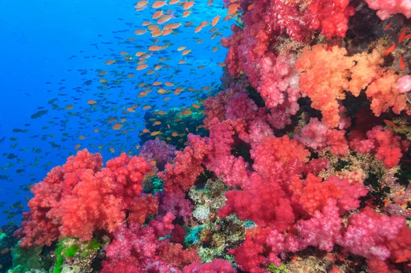 Színes Halak Úsznak Korallzátonyban — Stock Fotó