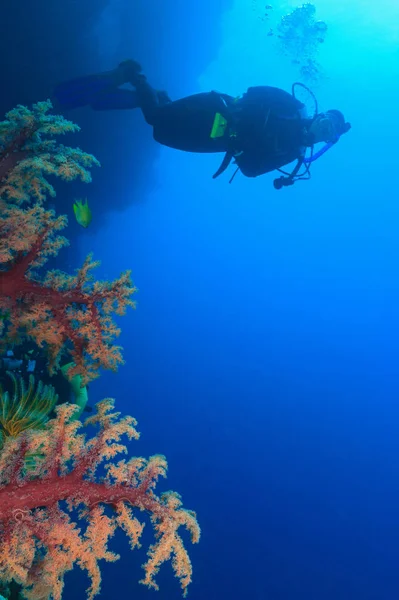 サンゴ礁で泳ぐダイバー — ストック写真