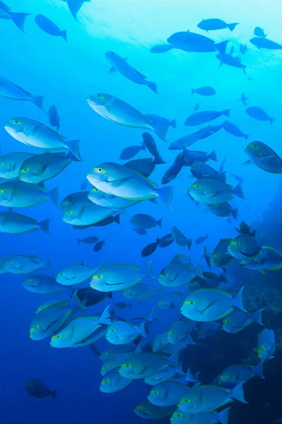 School Van Eenhoornvissen Onder Water — Stockfoto