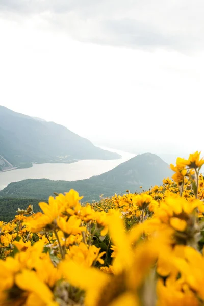 Fiori Gialli Con Scena Collina — Foto Stock