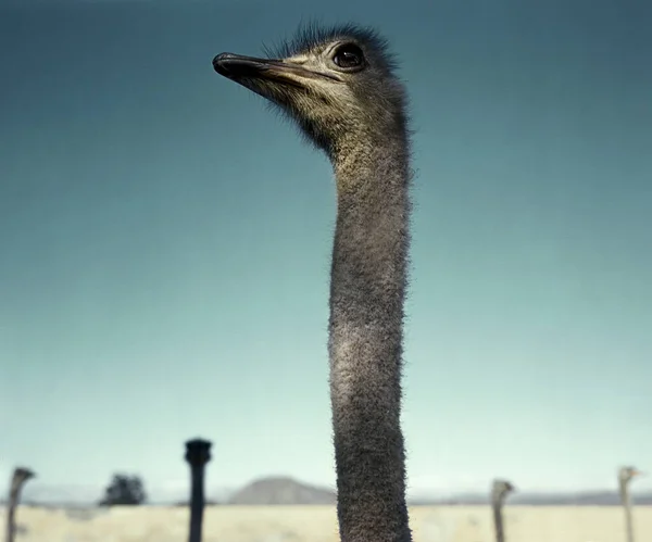Struisvogel Woestijn Zuid Afrika — Stockfoto