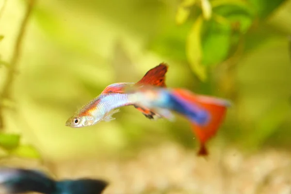 Manlig Guppy Poecilia Reticulata Populär Sötvattensakvarium Fisk — Stockfoto