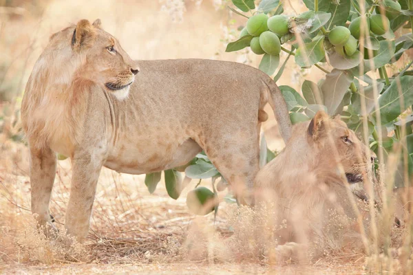 Λιοντάρια Στην Ακραία Θερμότητα Του Εθνικού Πάρκου Waza Στα Βόρεια — Φωτογραφία Αρχείου
