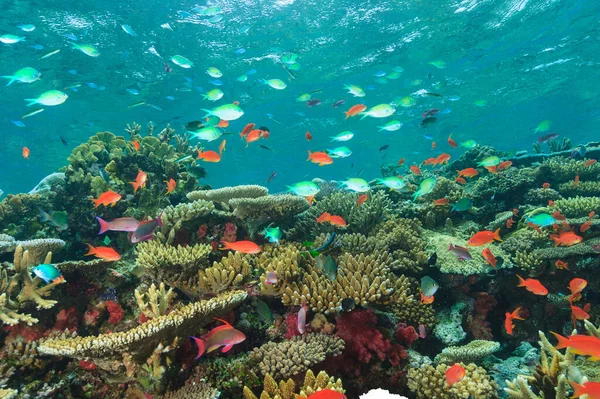 Poisson Coloré Nageant Dans Récif Corallien — Photo