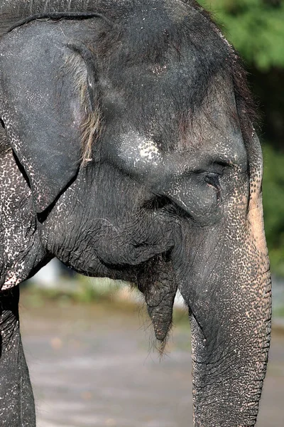Elefante Sabana Animal Natural Mamífero Fauna — Foto de Stock