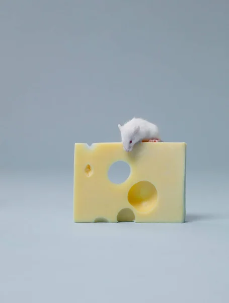 Мышь Сидящая Куске Сыра — стоковое фото