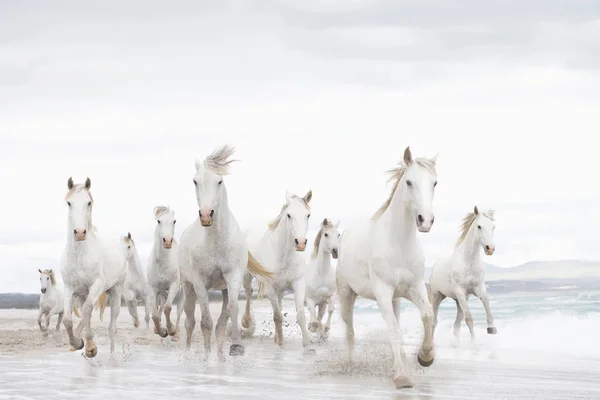 White Horses Beach — Stok fotoğraf