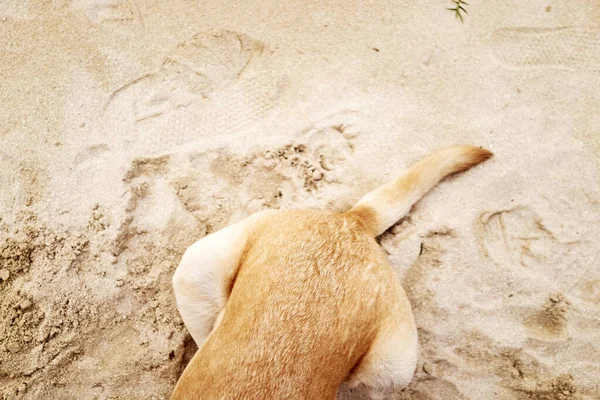 砂の上の部分的に隠された犬 — ストック写真