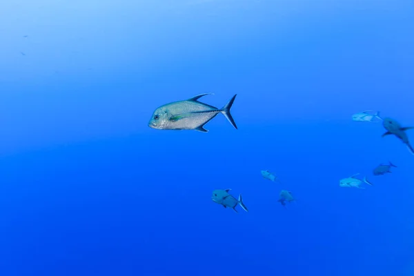 Onderwater Zicht Caranx Lugubris Zwart Trevally Bij Palmerston Atoll Cook — Stockfoto