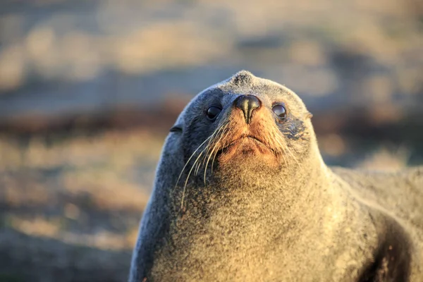 Portret Van Southern Fur Seal Arctocephalus Forsteri Katiki Point Moeraki — Stockfoto
