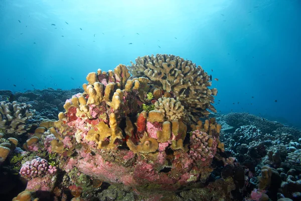 Mercan Resifinin Yakınında — Stok fotoğraf