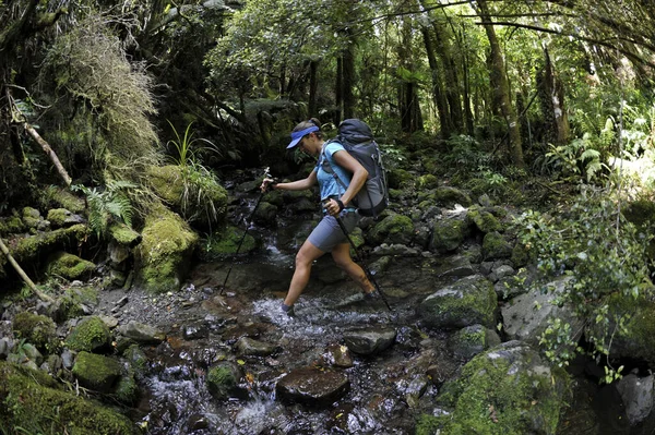 Senderismo Femenino Través Del Arroyo Forestal Tararua Ridge Nueva Zelanda — Foto de Stock