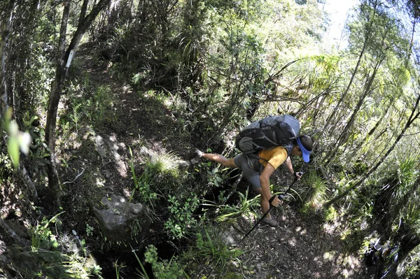 Mulher Adulta Média Caminhando Pelo Parque Nacional Kahurangi Nova Zelândia — Fotografia de Stock