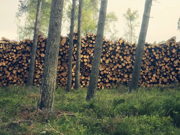 Pile Cut Trees Trees Growing Foreground Perthshire Scotland — 스톡 사진