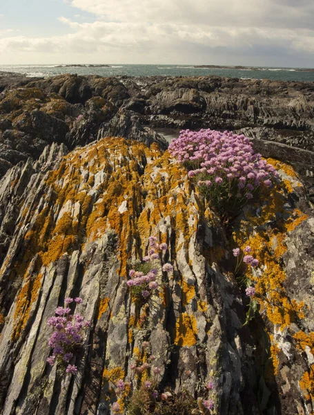 Havets Sparsamhet Växer Bergskrevor Vid Kusten Isle Colonsay Skottland — Stockfoto
