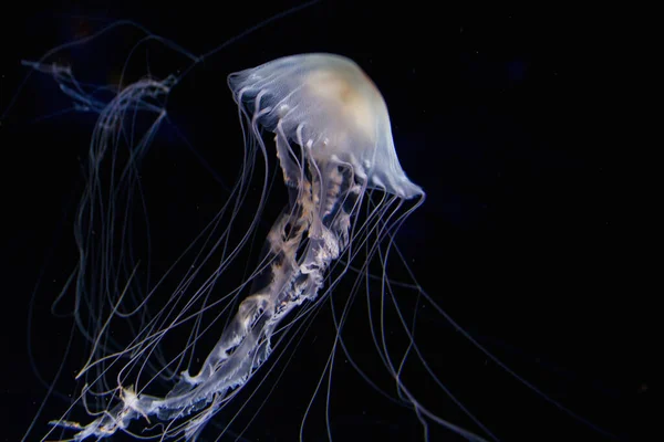 Meduse Acquatiche Mare Sottomarino Vita Marina Creatura — Foto Stock