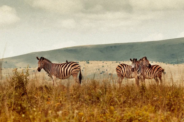 Zebrastreifen Auf Ländlichen Feldern — Stockfoto