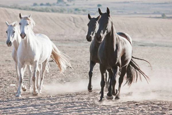 Konie Zakurzonych Pióro — Zdjęcie stockowe