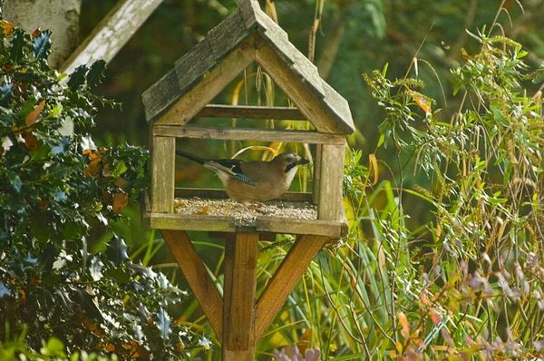 Alert Bird Feeding Garden Birdhouse — 스톡 사진