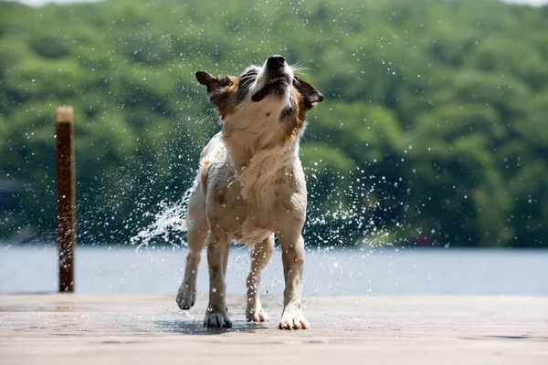 Anjing Gemetar Air Bulu Dermaga — Stok Foto