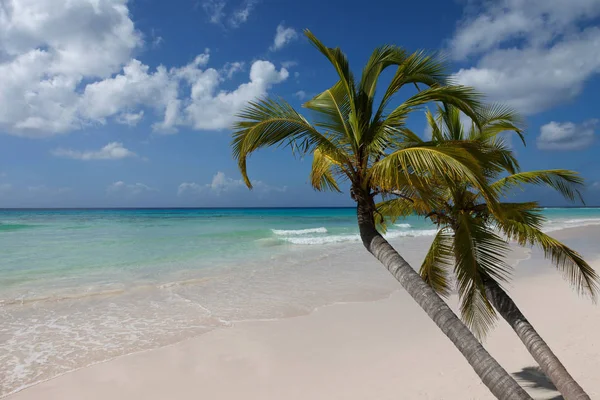 Palmetrær Som Vokser Tropisk Strand – stockfoto