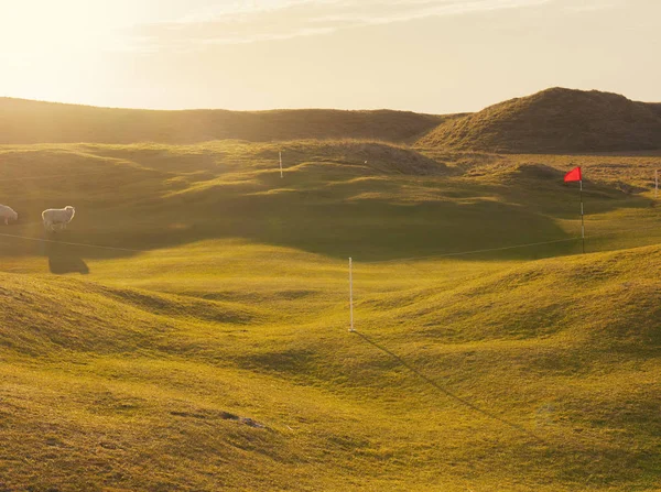 Schapen Grazen Zonovergoten Golfbaan Eiland South Uist Schotland Verenigd Koninkrijk — Stockfoto